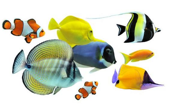 Care for Tropical Fish